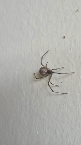 Brown Widow