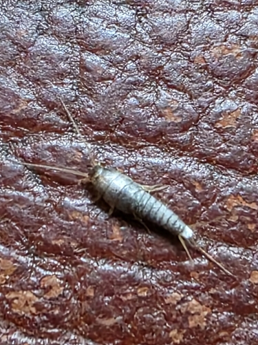 Common Silverfish