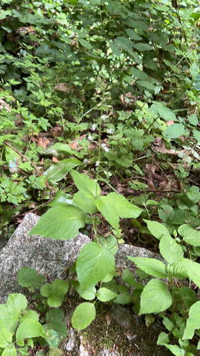 enchanter's-nightshade