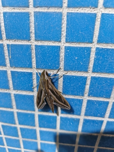 Vine Hawkmoth