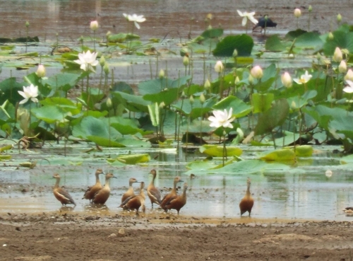 Lesser Whistling-Duck