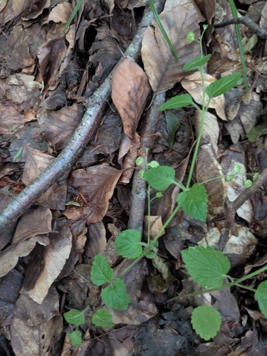 Wood Speedwell