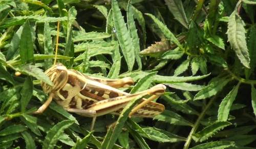 Brown‐spotted Locust