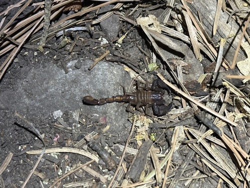 Pseudouroctonus apacheanus
