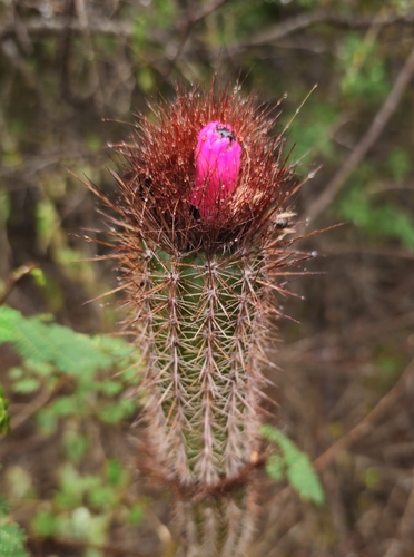 Arrojadoa rhodantha