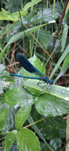 Banded Demoiselle
