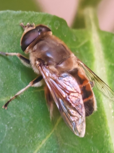 Common Drone Fly