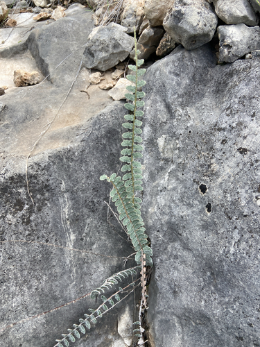 Hybrid Cloakfern