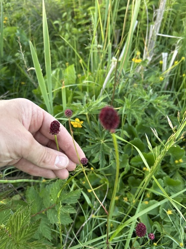 Great burnet