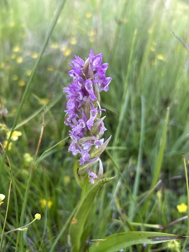 Early Marsh-orchid