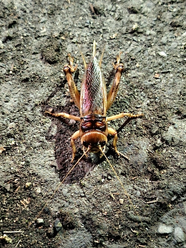 Tarbinskiellus portentosus