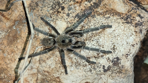 Sandy Horned Baboon Spider