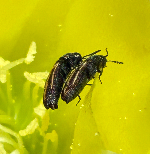 Acmaeodera quadrivittatoides
