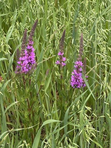 purple loosestrife