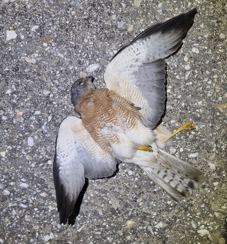 Levant Sparrowhawk