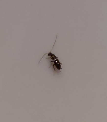 Variable Cockroach