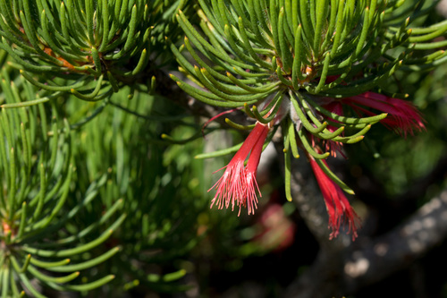 Calothamnus villosus