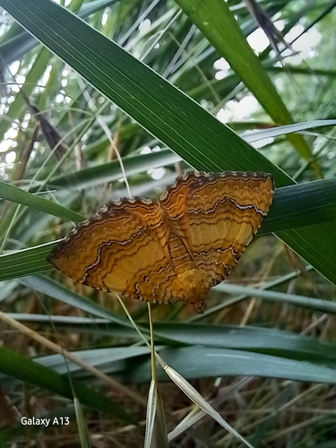 Yellow Shell Moth