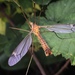 Tipula truncata - Photo (c) Aleksander Golemaj, todos los derechos reservados, subido por Aleksander Golemaj