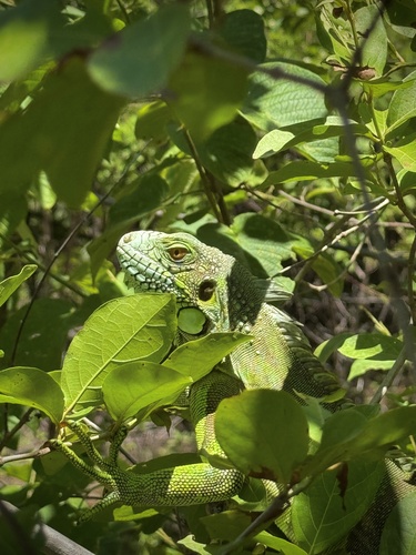 Green Iguana