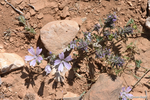 Common Mallow