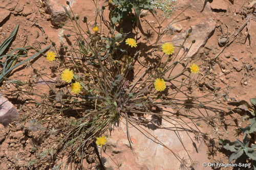 Sacred Hawksbeard