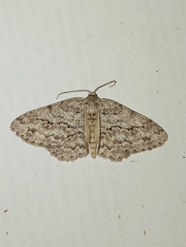 Small Engrailed