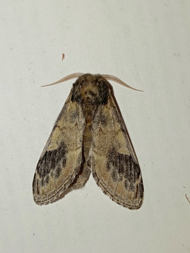Three-humped Prominent