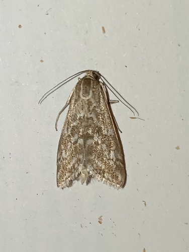 Evergestis frumentalis
