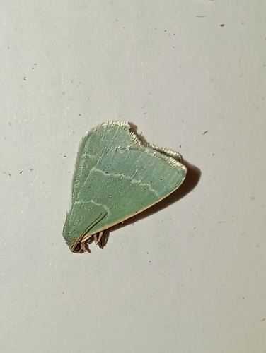 Small Grass Emerald