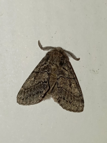 Dusky Marbled Brown