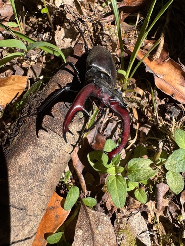 European Stag Beetle