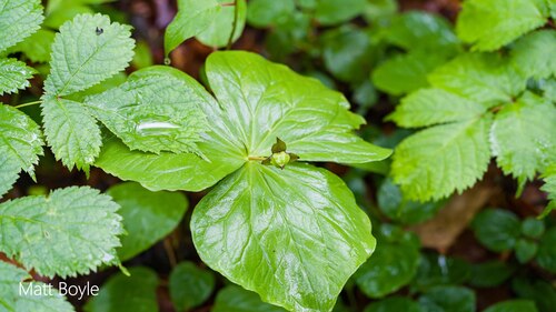 Trillium apetalon