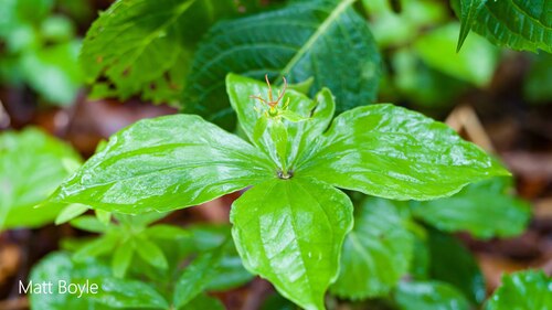 Paris tetraphylla