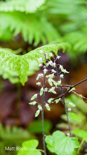 Asian Foamflower