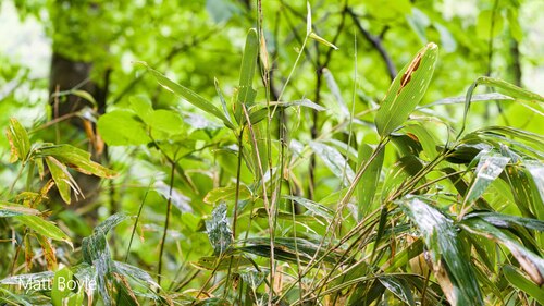 Broad-leaved Bamboo