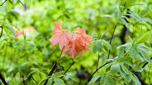 Japanese Azalea