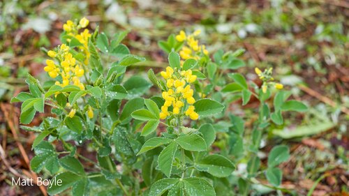 Thermopsis lupinoides