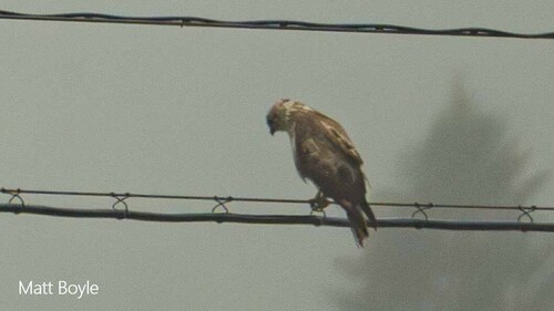 Buteo japonicus japonicus