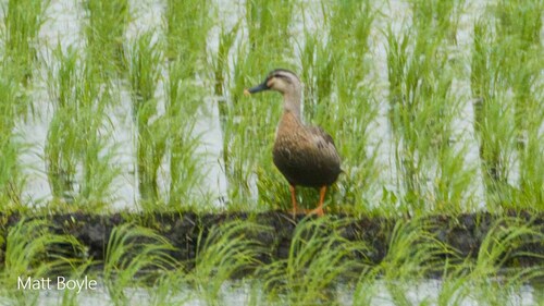 Eastern Spot-billed Duck