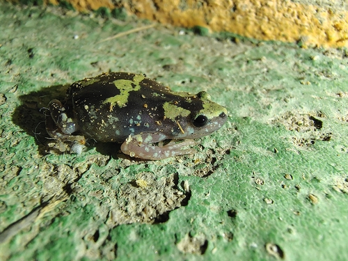 Marbled rubber frog