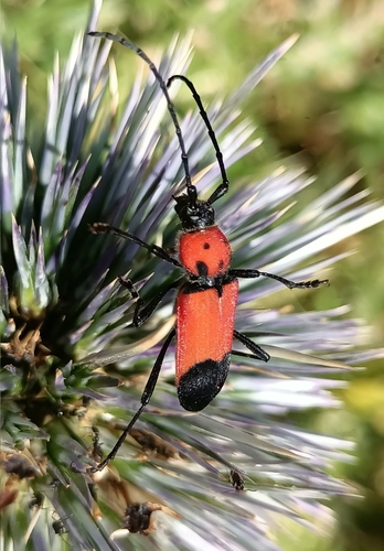 Purpuricenus desfontainii