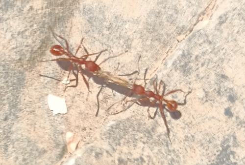 Aphaenogaster sardoa