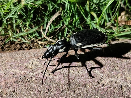 Anthia circumscripta omostigma