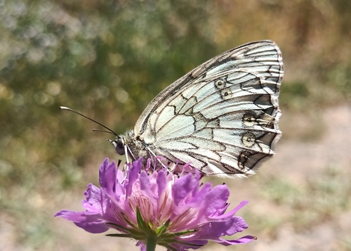 Moroccan Marbled White