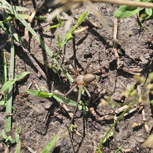 Brown Recluse