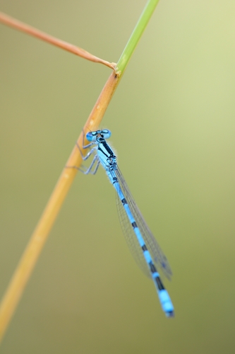 Common Blue Damselfly
