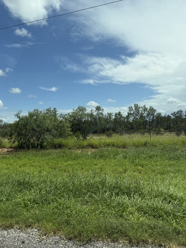 honey mesquite