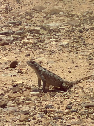Texas Spiny Lizard