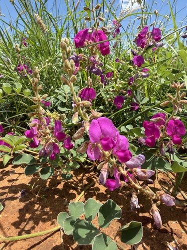 Lindheimer's Hoarypea